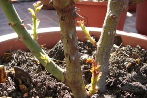 轻剪的操作方法