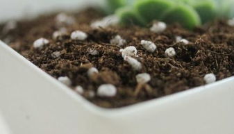 板栗壳自制花肥：DIY花卉肥料的简易做法！