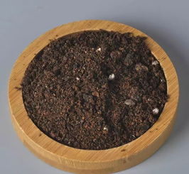 第七步：将配制营养土放置在阳光充足、 通风良地方进行养护