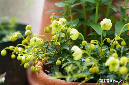 万年青换盆，如何让植物更健康