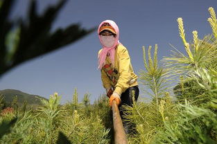 第五步：对比价格，不要贪便宜