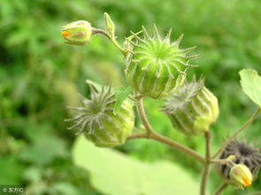 甘草磷除草效果如何？适用于哪些杂草？