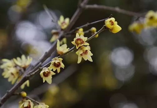 腊梅花为什么有的不粉？花色之谜待揭晓