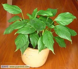 室内养绿萝好？这50种植物让你家生机盎然