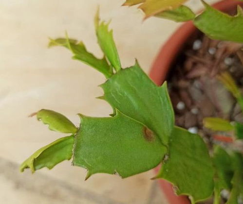 蓝鸟叶片发软的三大可嫩性