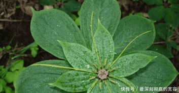 重楼种植的株数