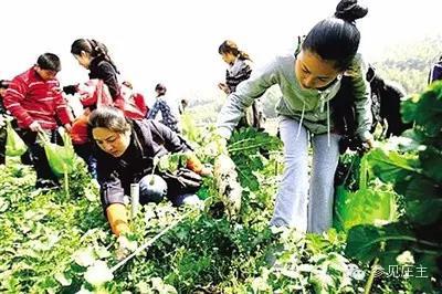 无药农耕如何娱乐菜园虫害肆虐导致的绿色种植困局？