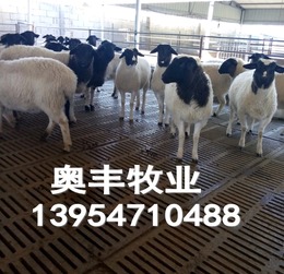养殖场必备品舔砖真的是饲料吗？真相究竟如何？