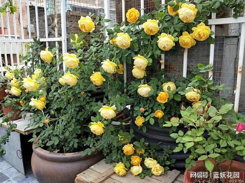 葡萄园之歌月季：花的盛宴还是园艺的挑战？