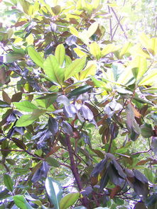 病虫害防治：玉兰树的守护神