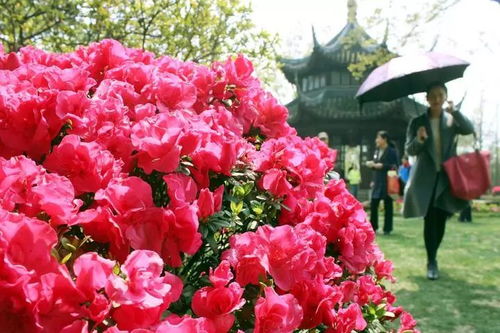 杜鹃花专用肥有哪些品牌？推荐哪种杜鹃花专用肥效果最好