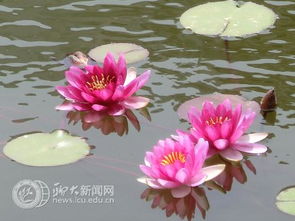 蓝色睡莲的美丽：那抹清新的蓝