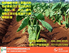 羊粪有机肥：高效农业的绿色选择，显著提升土壤肥力！
