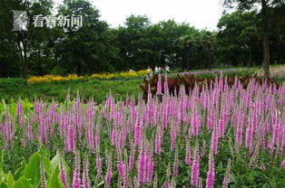 摘心的时间和频率？