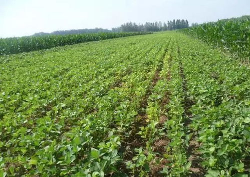 大豆根腐病：大豆种植者的噩梦
