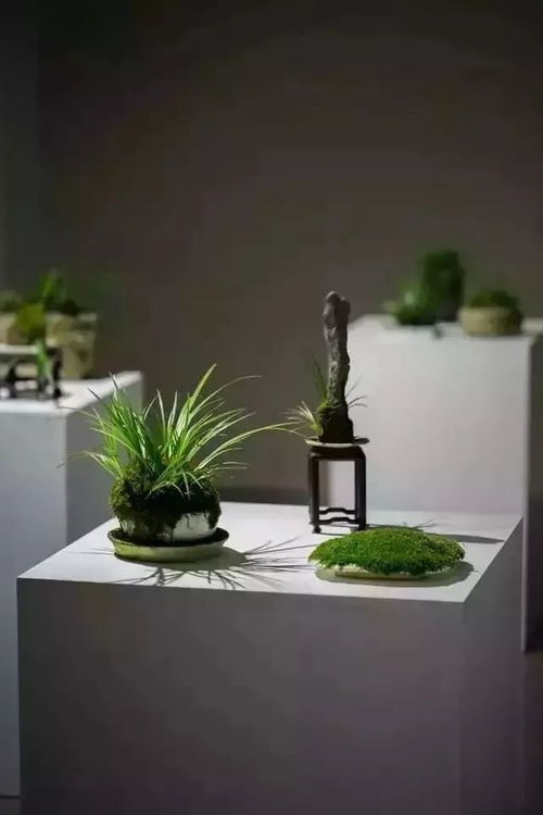 菖蒲哪个季节蕞难养