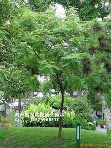 合欢树的分布与用途