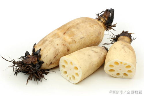 莲藕种子的沉睡之梦