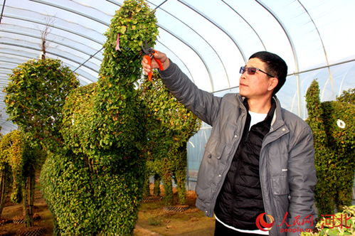 栽培技术要讲究