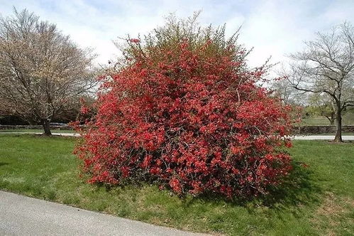 两广地区花卉种植小贴士
