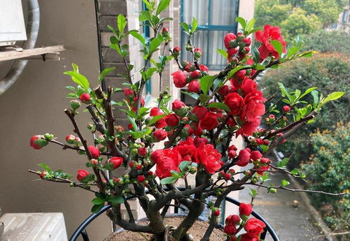 海棠：美化树形， 花开梗旺