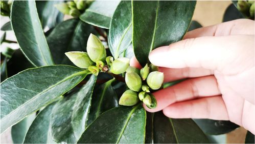 茶花叶芽不长？花苞难现？快速解决攻略！