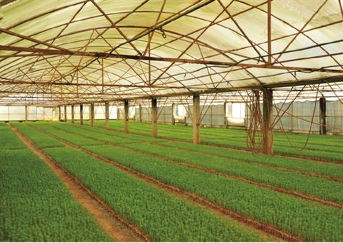 一、种子播种，开启自然魔法之门