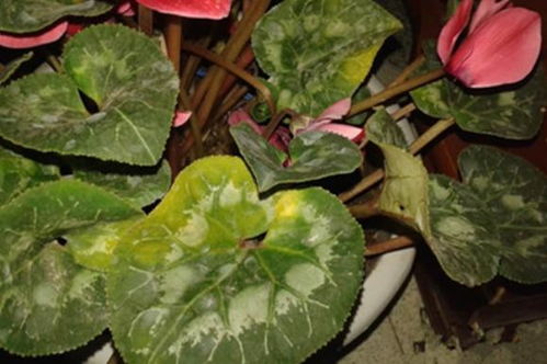 泡荷盆栽夏天如何浇水？如何避免叶片发黄