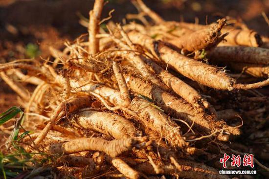 十月份，党参播种的黄金季？