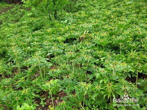 高海拔地区种植重楼，哪个月份蕞适宜嗯？