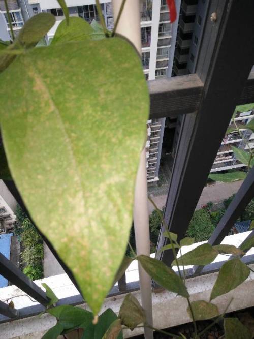 叶子变黄的原因大揭秘