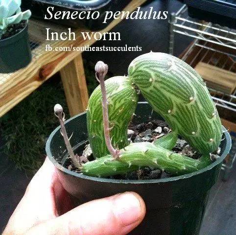 奇特的植物世界，探秘12种长相奇葩的植物