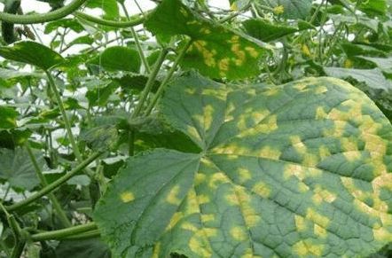 甲维丁钼悬浮剂三天见效靠谱吗？菜农实测亩省80元，避坑指南可靠吗？