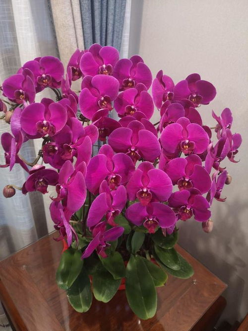 蝴蝶兰：网红花卉，花型似蝶，美艳动人