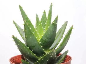 芦荟叶片黑斑的原因和解决办法