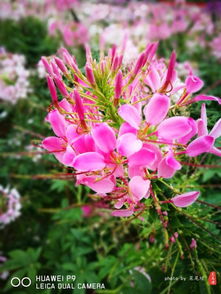 街边花海的秘密