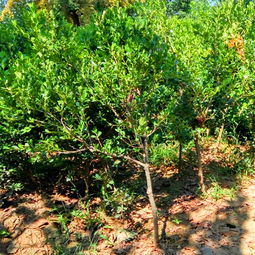 小叶黄杨的成长历程