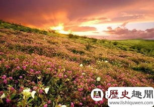 “探秘花海，最佳产地一网打尽！”