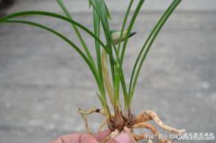 6. 天价兰花：物以稀为贵