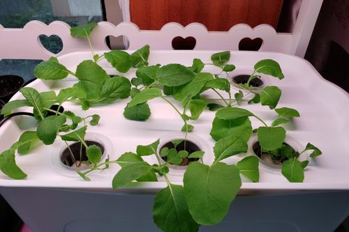 根飘起来的原因：光照惹的祸