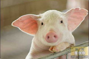 “三高”养猪模式：高效益、低污染、可持续