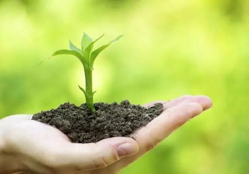 有机肥料，绿色种植新风尚
