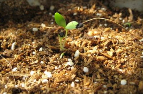 小编再说说叨叨