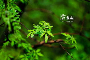 绿意盎然的诗篇， 大自然的动人旋律