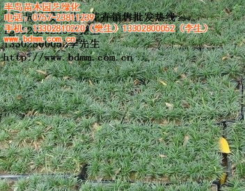 园艺植物的栽培与管理