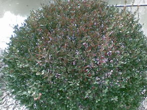 树木修剪，秋季是时候了！