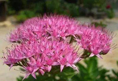 耐寒的花草品种推荐