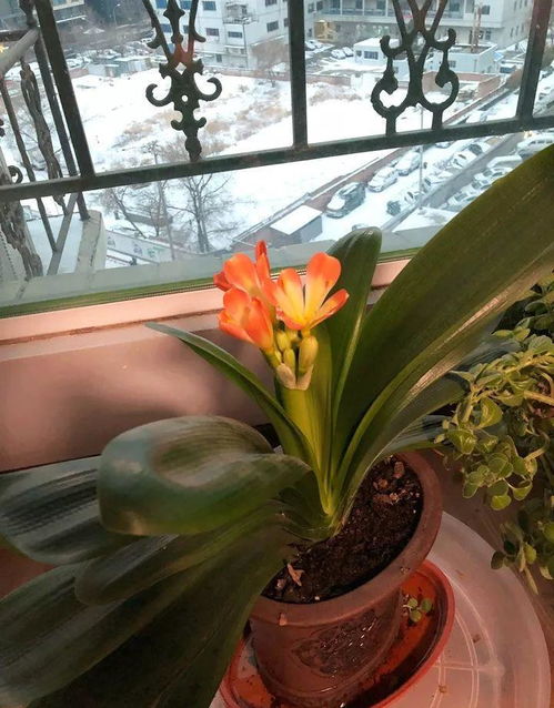 美人梅几月开花