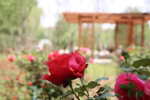 月季花开， 浪漫大兴