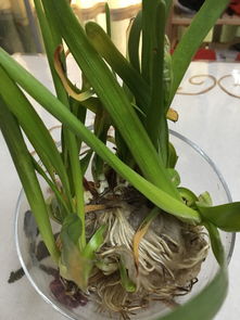 水仙叶子发黄了如何挽救